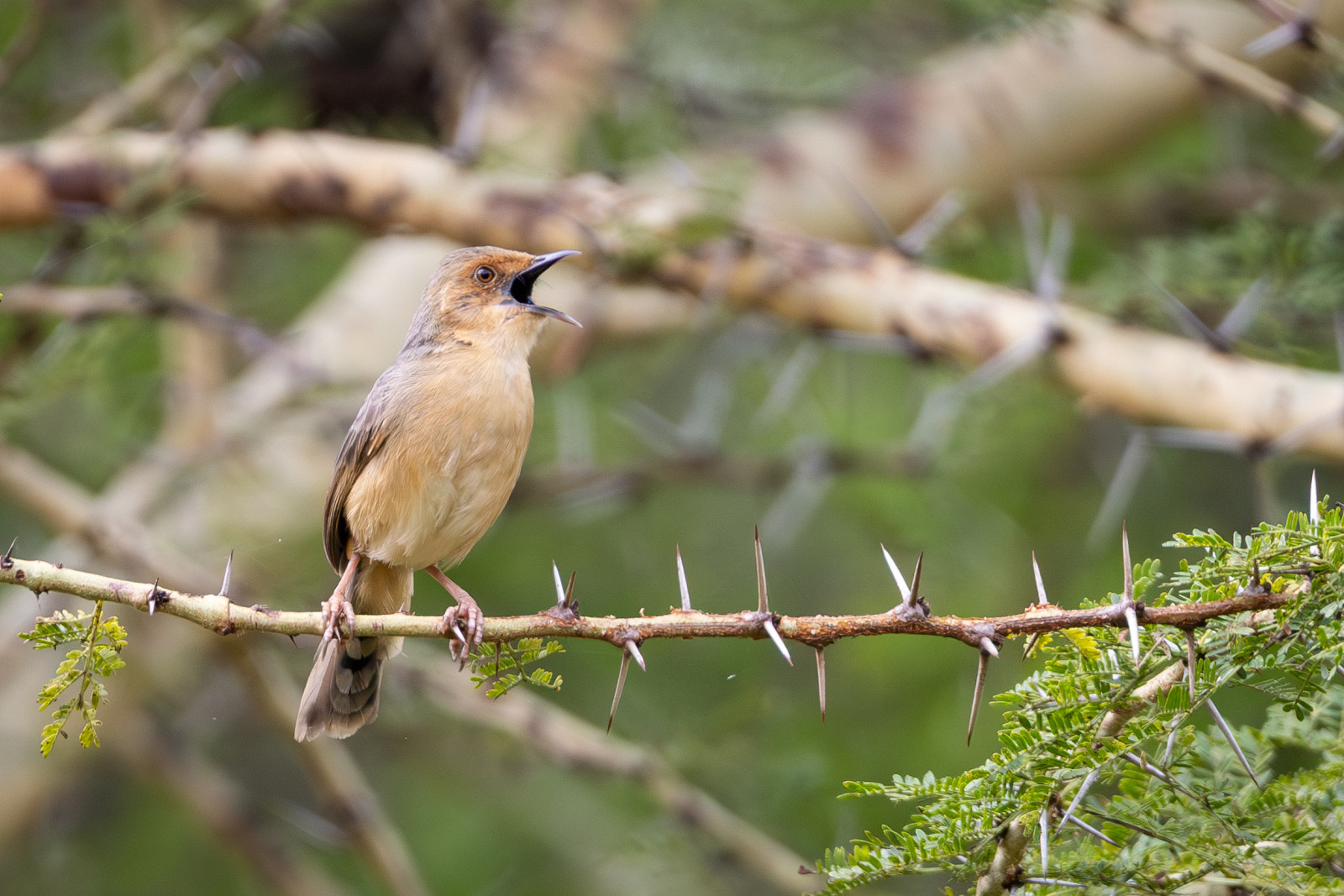image Red-faced Cisticola